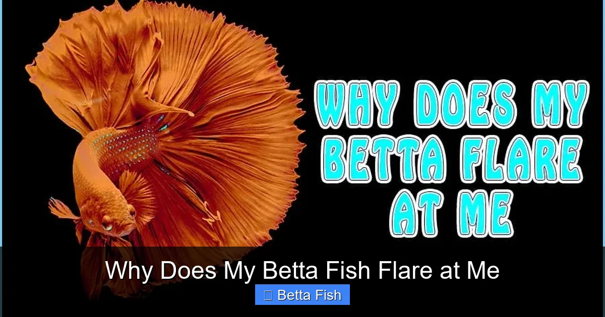 Why Does My Betta Fish Flare at Me