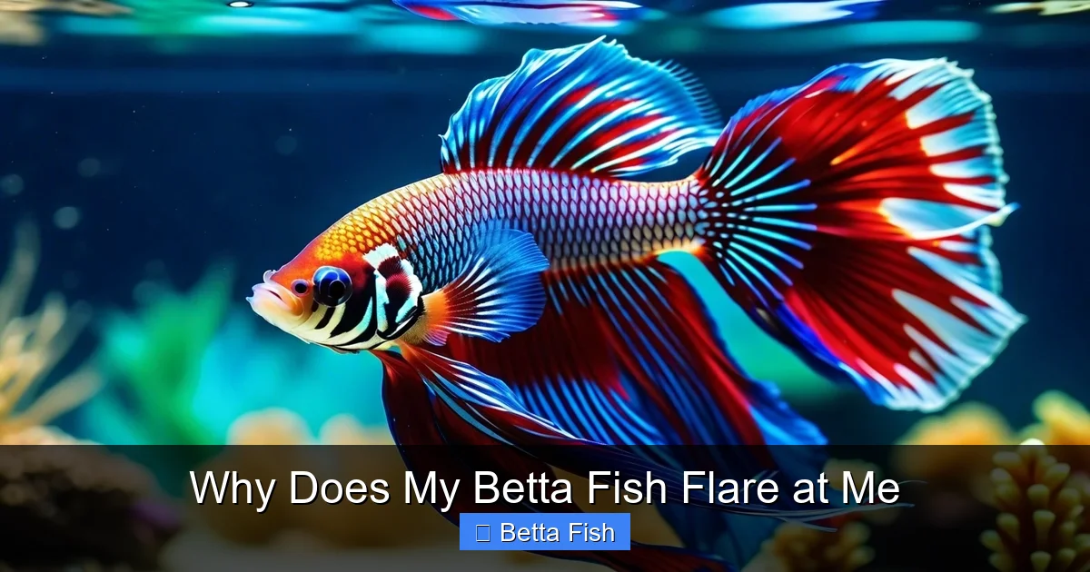 Why Does My Betta Fish Flare at Me