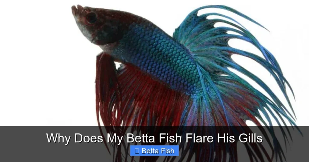 Why Does My Betta Fish Flare His Gills