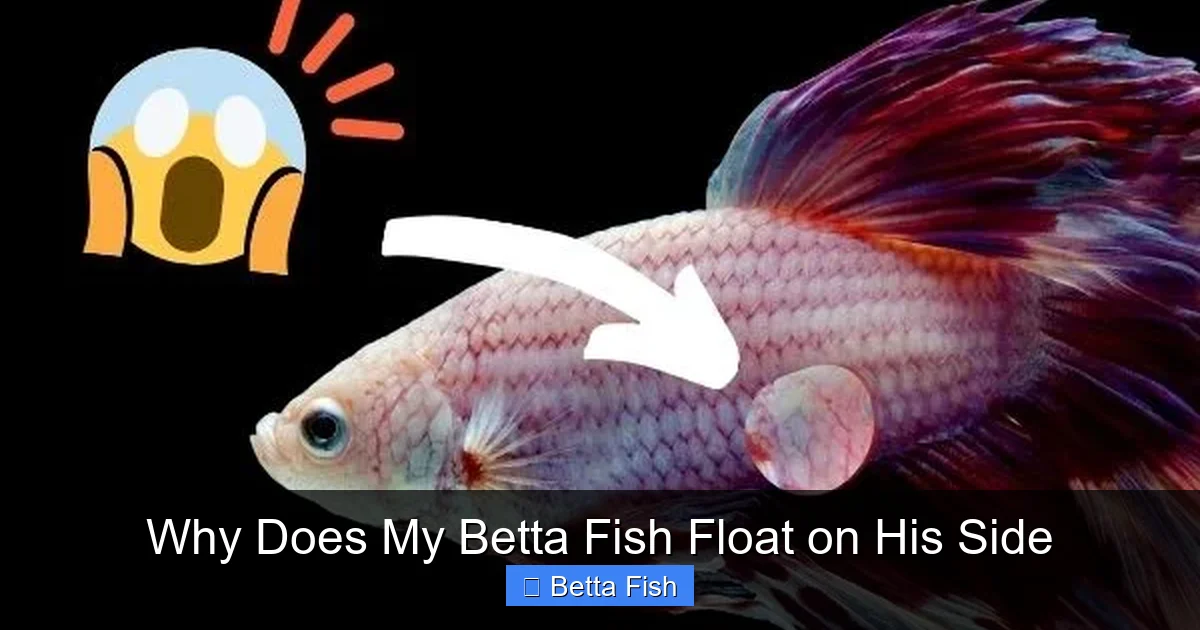 Why Does My Betta Fish Float on His Side