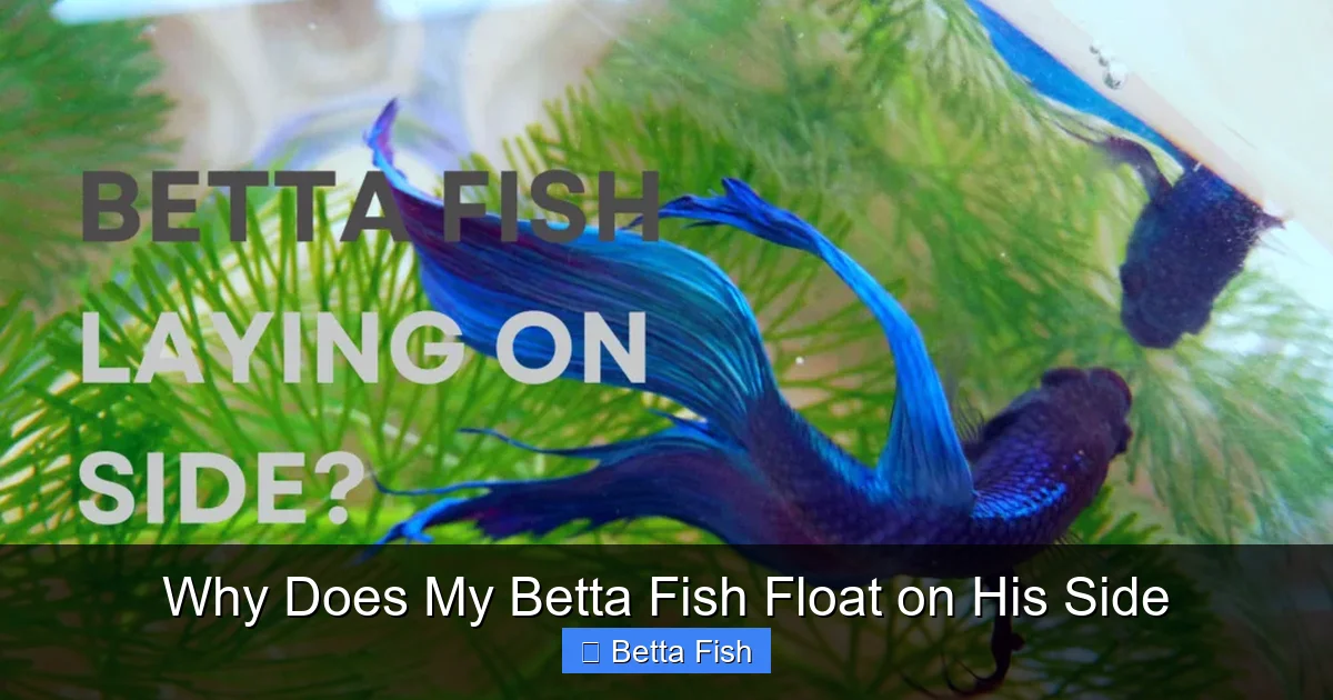 Why Does My Betta Fish Float on His Side