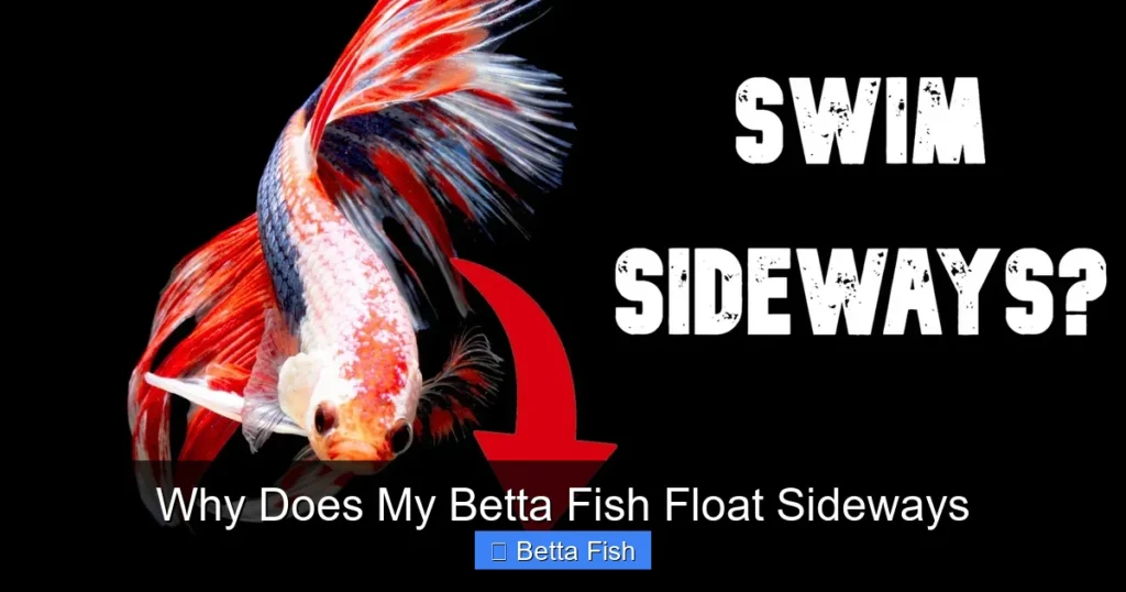Why Does My Betta Fish Float Sideways