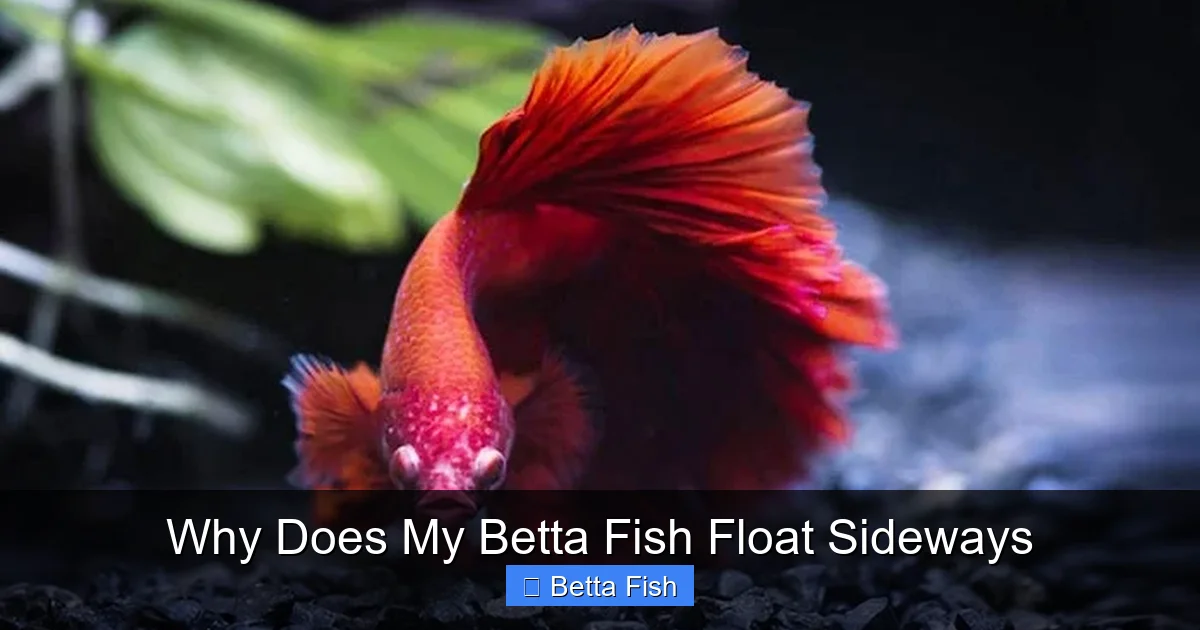 Why Does My Betta Fish Float Sideways