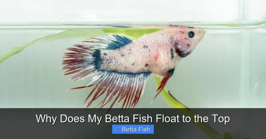 Why Does My Betta Fish Float to the Top