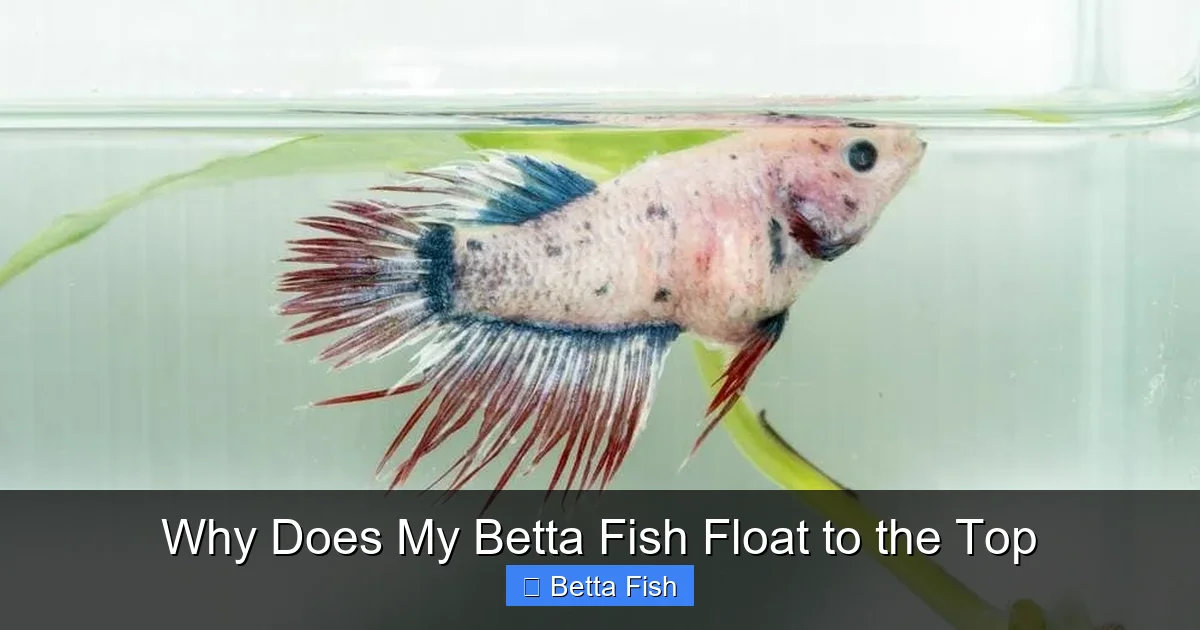 Why Does My Betta Fish Float to the Top