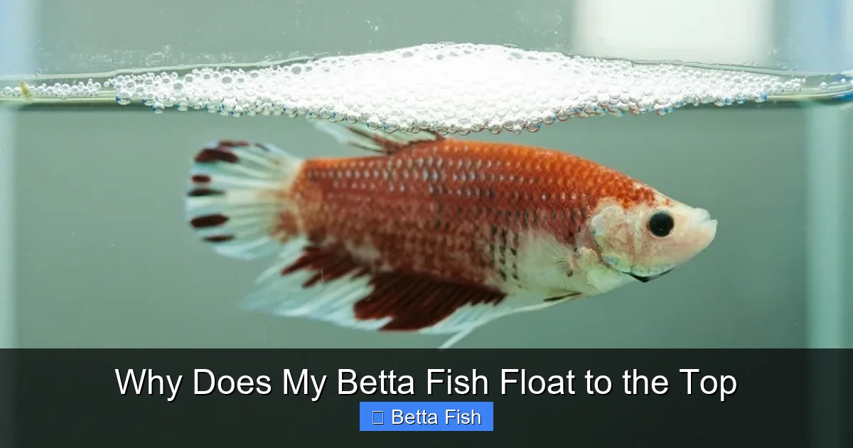 Why Does My Betta Fish Float to the Top