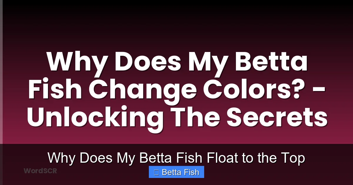 Why Does My Betta Fish Float to the Top