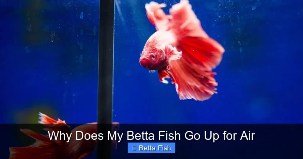 Why Does My Betta Fish Go Up for Air