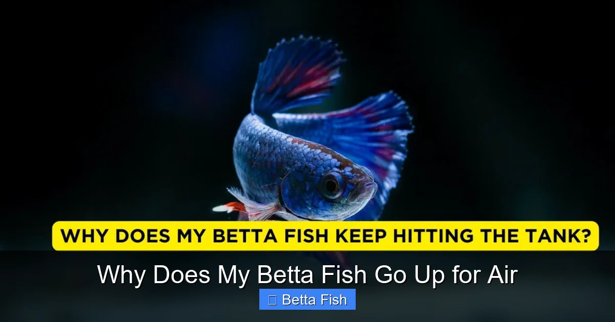 Why Does My Betta Fish Go Up for Air