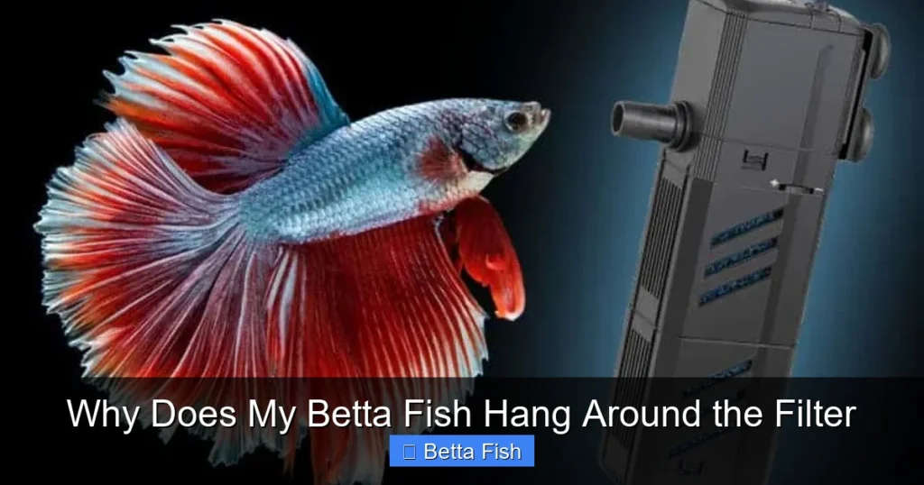 Why Does My Betta Fish Hang Around the Filter