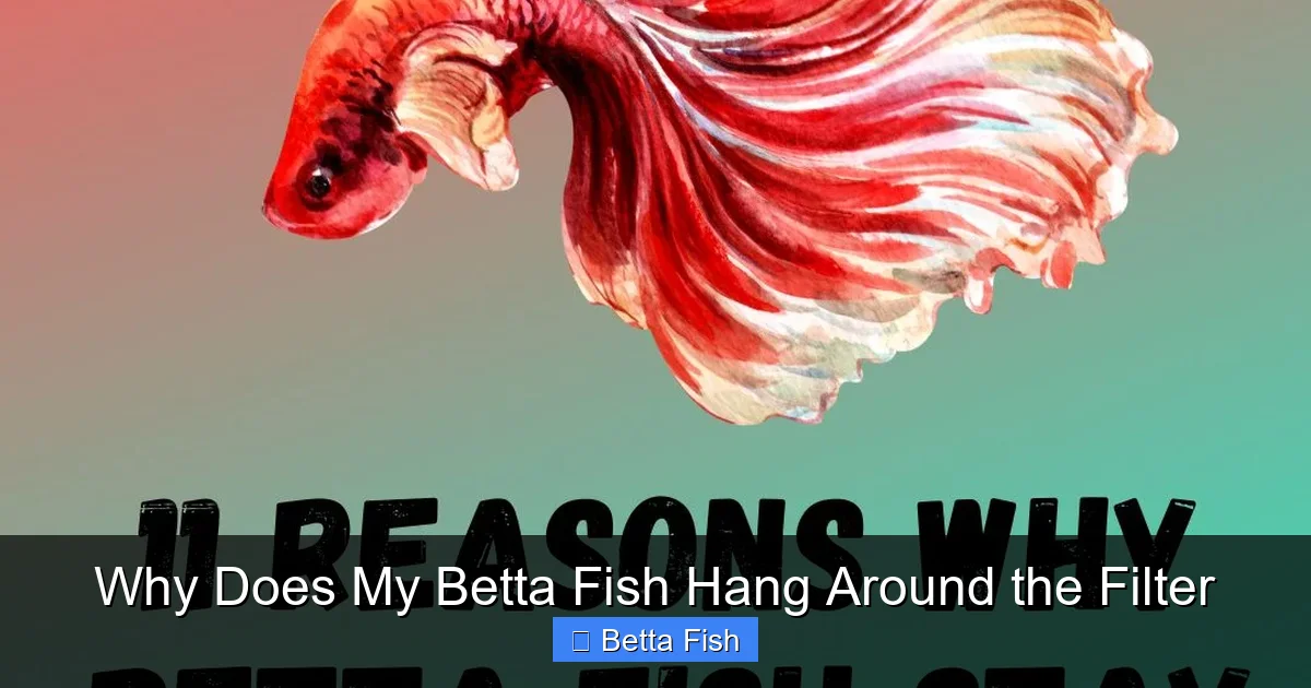 Why Does My Betta Fish Hang Around the Filter