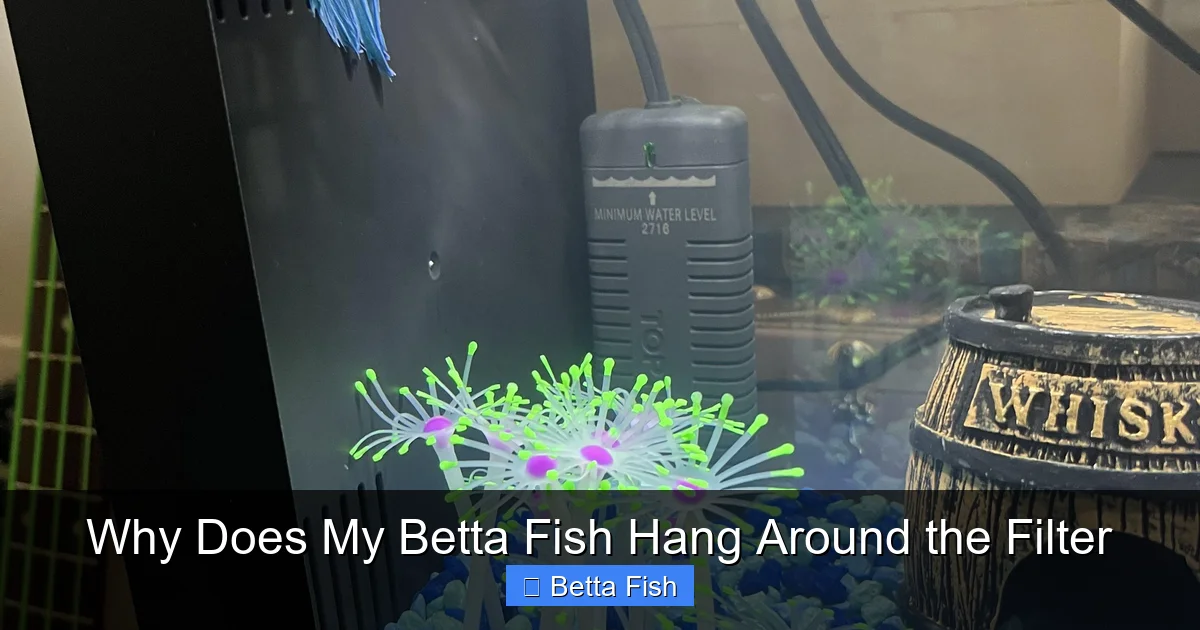 Why Does My Betta Fish Hang Around the Filter