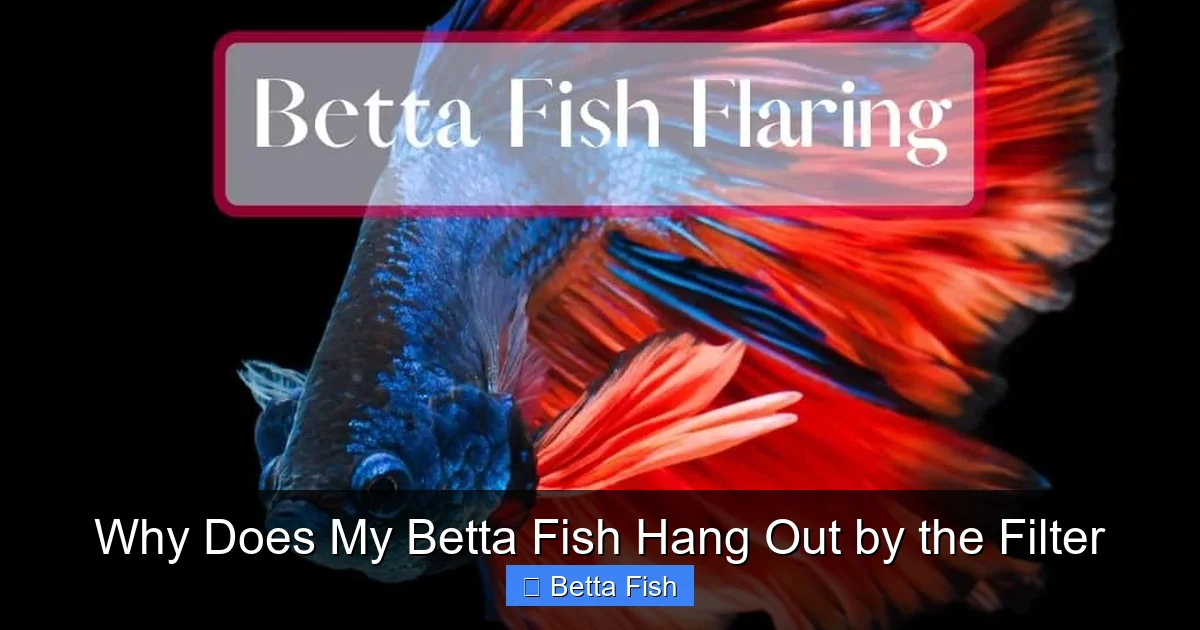 Why Does My Betta Fish Hang Out by the Filter