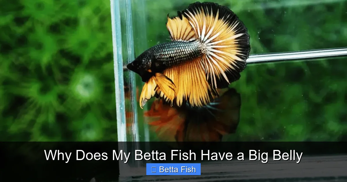 Why Does My Betta Fish Have a Big Belly