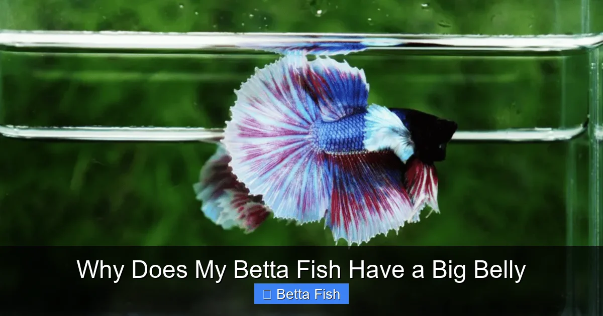 Why Does My Betta Fish Have a Big Belly