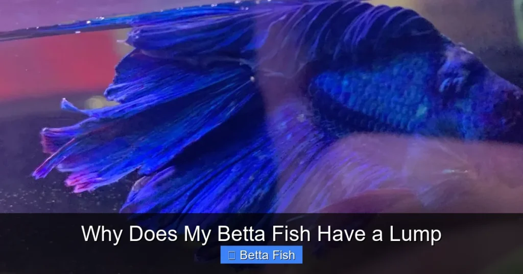 Why Does My Betta Fish Have a Lump