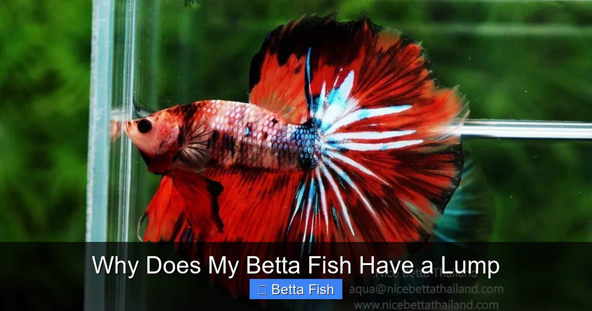Why Does My Betta Fish Have a Lump