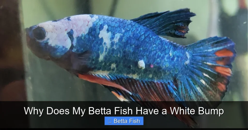 Why Does My Betta Fish Have a White Bump