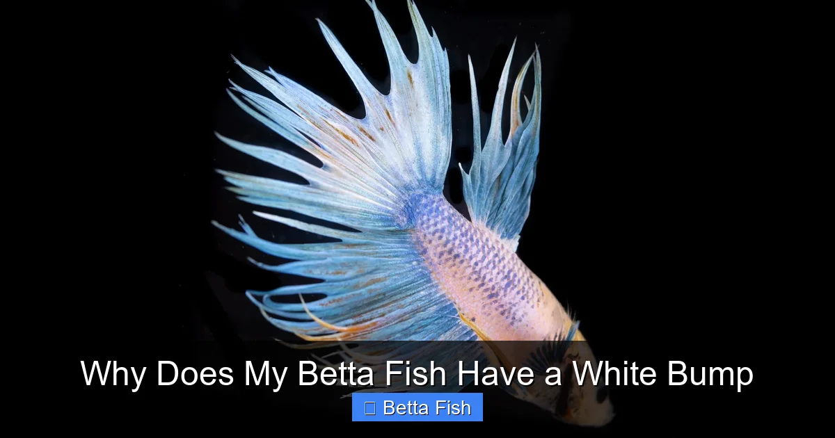 Why Does My Betta Fish Have a White Bump
