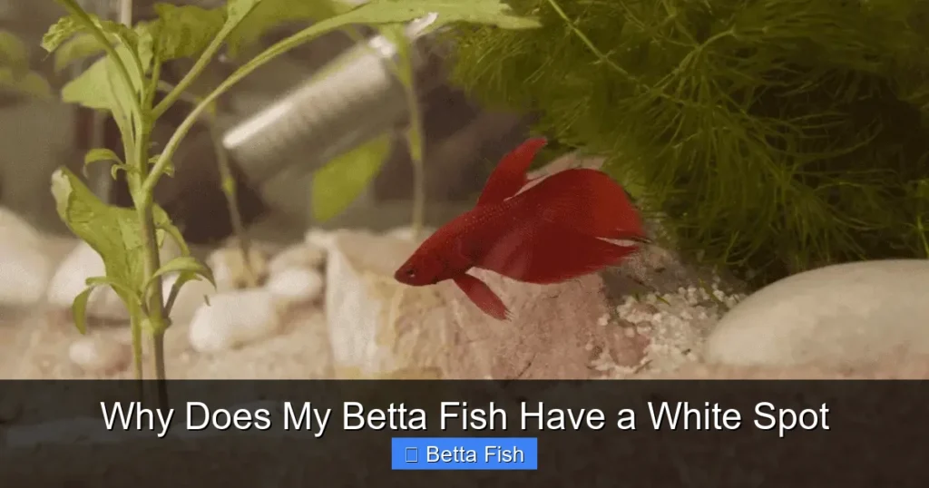 Why Does My Betta Fish Have a White Spot