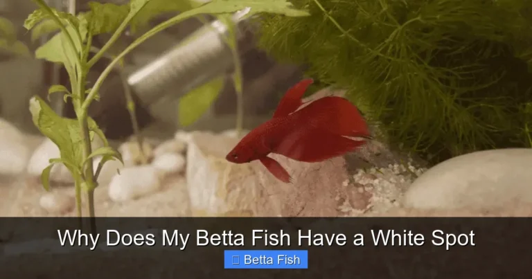 Why Does My Betta Fish Have a White Spot