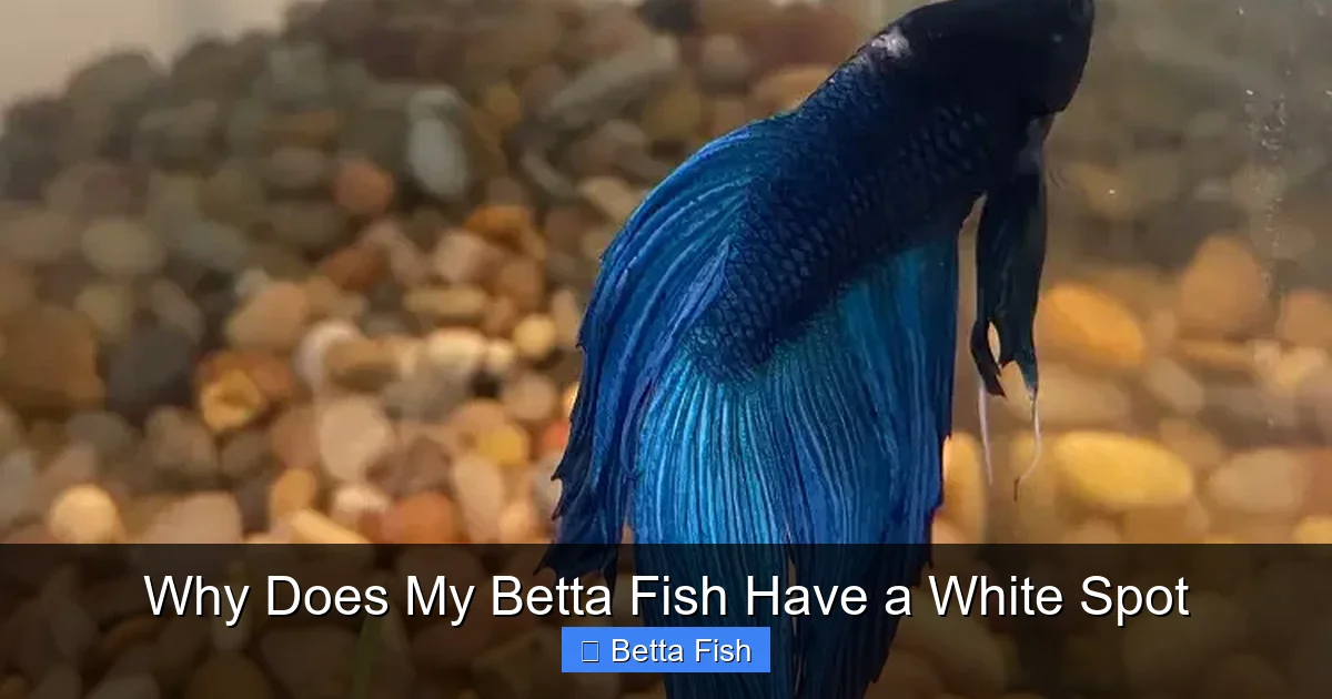 Why Does My Betta Fish Have a White Spot