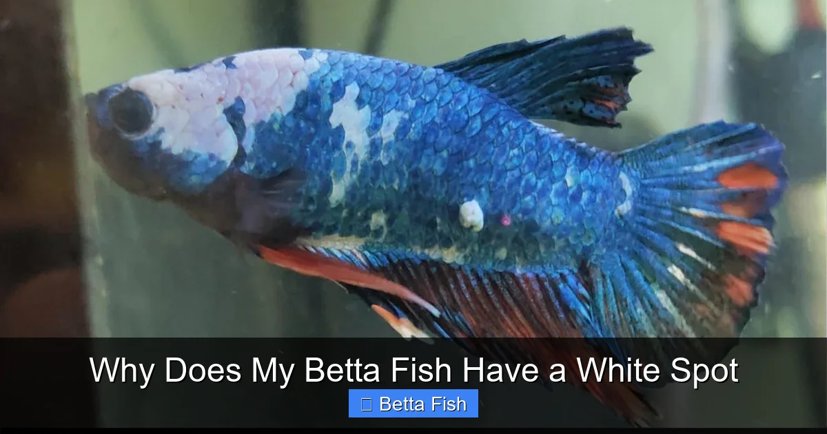 Why Does My Betta Fish Have a White Spot