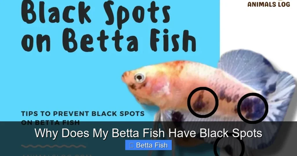 Why Does My Betta Fish Have Black Spots
