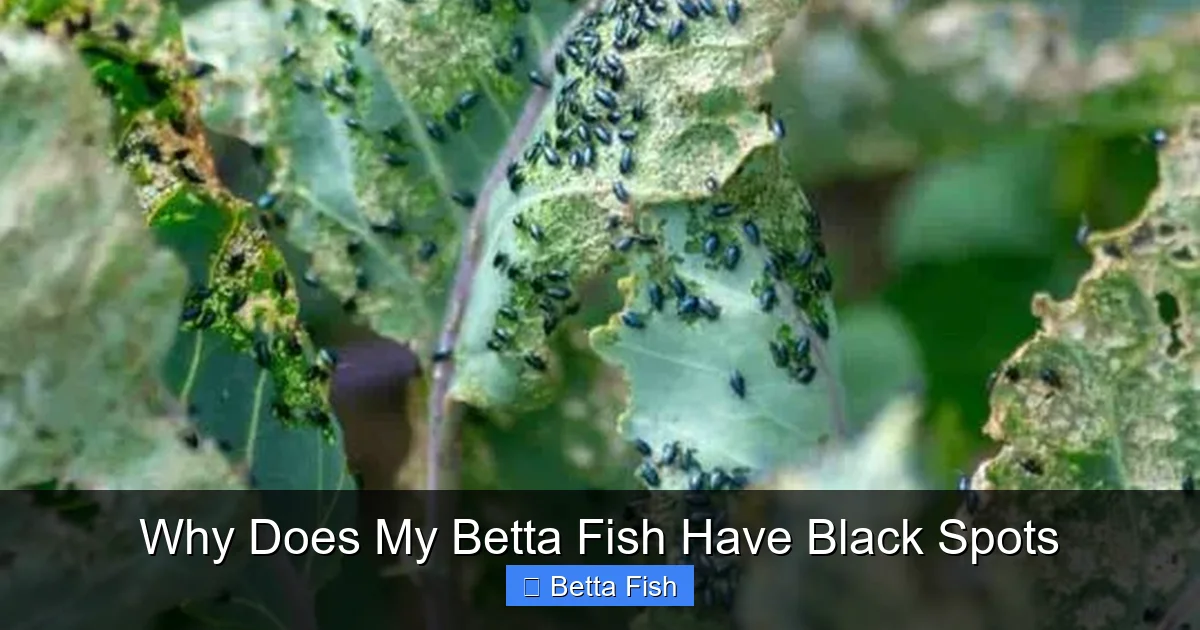 Why Does My Betta Fish Have Black Spots