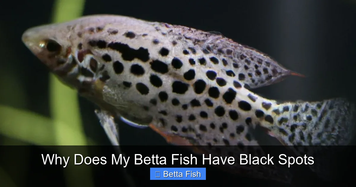 Why Does My Betta Fish Have Black Spots