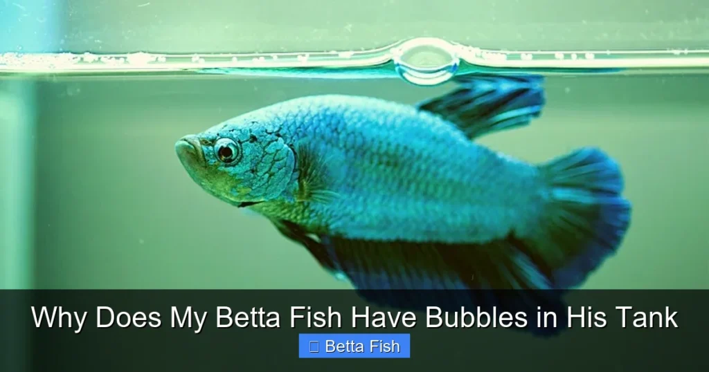 Why Does My Betta Fish Have Bubbles in His Tank