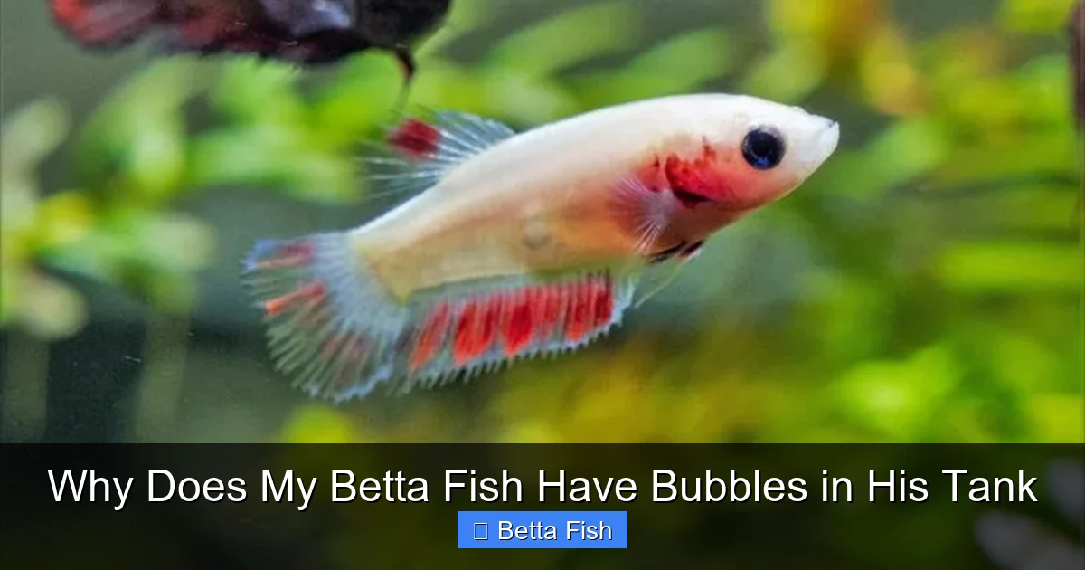 Why Does My Betta Fish Have Bubbles in His Tank