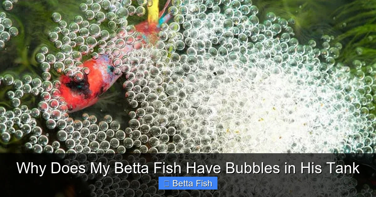 Why Does My Betta Fish Have Bubbles in His Tank