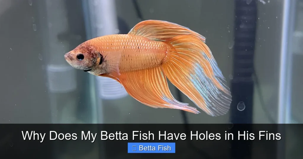 Why Does My Betta Fish Have Holes in His Fins