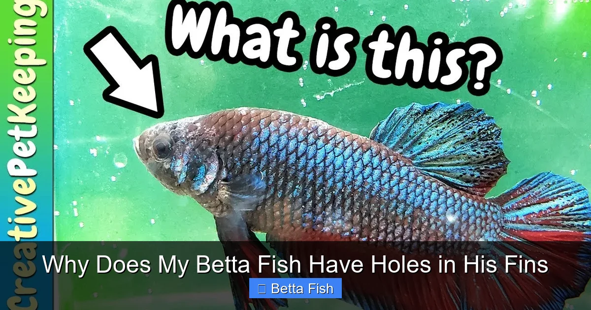 Why Does My Betta Fish Have Holes in His Fins