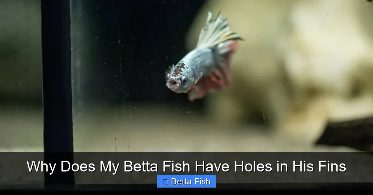 Why Does My Betta Fish Have Holes in His Fins