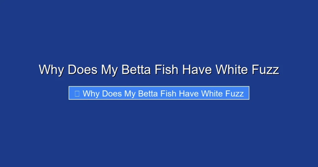 Why Does My Betta Fish Have White Fuzz