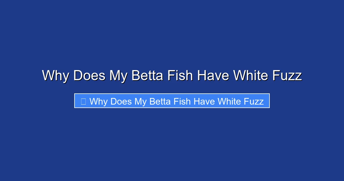 Why Does My Betta Fish Have White Fuzz