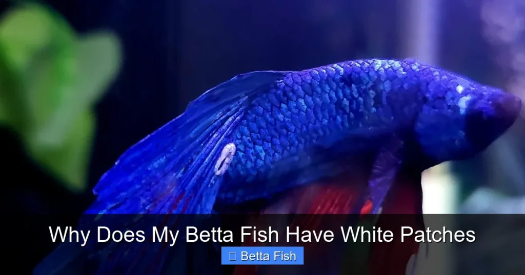 Why Does My Betta Fish Have White Patches