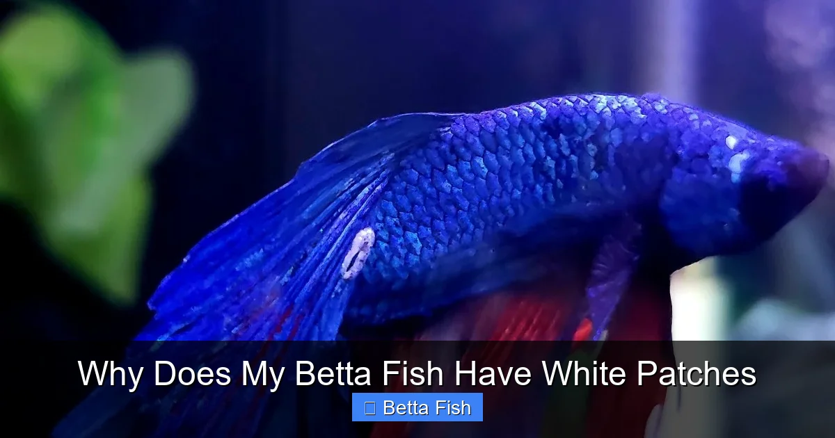 Why Does My Betta Fish Have White Patches