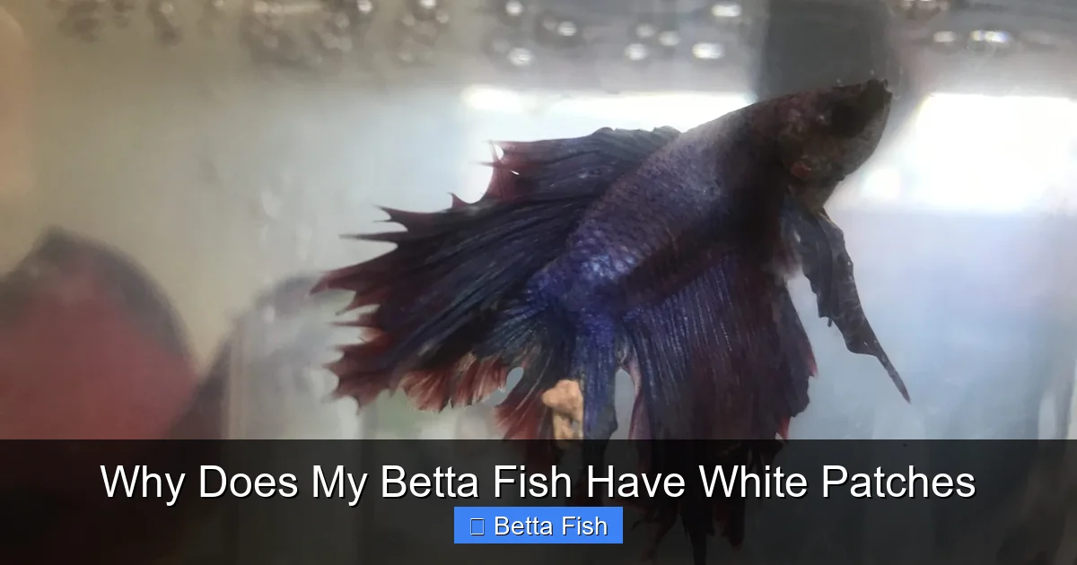 Why Does My Betta Fish Have White Patches