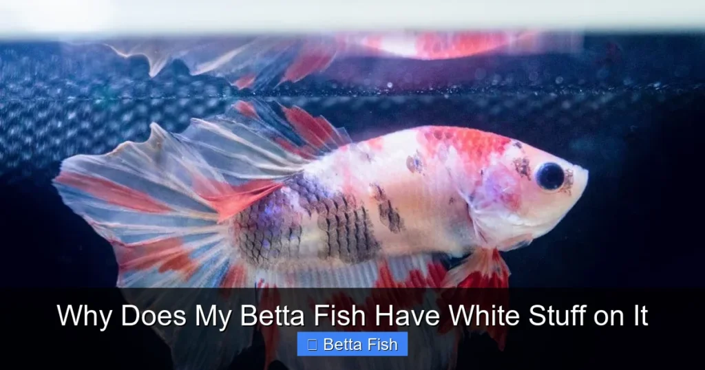 Why Does My Betta Fish Have White Stuff on It