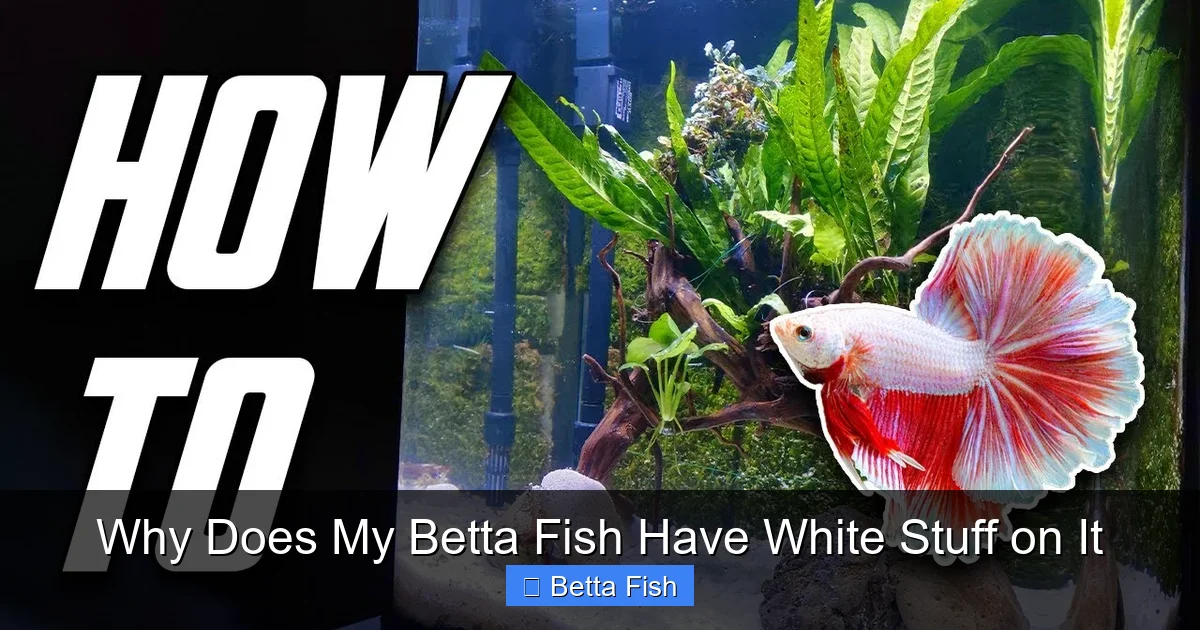 Why Does My Betta Fish Have White Stuff on It
