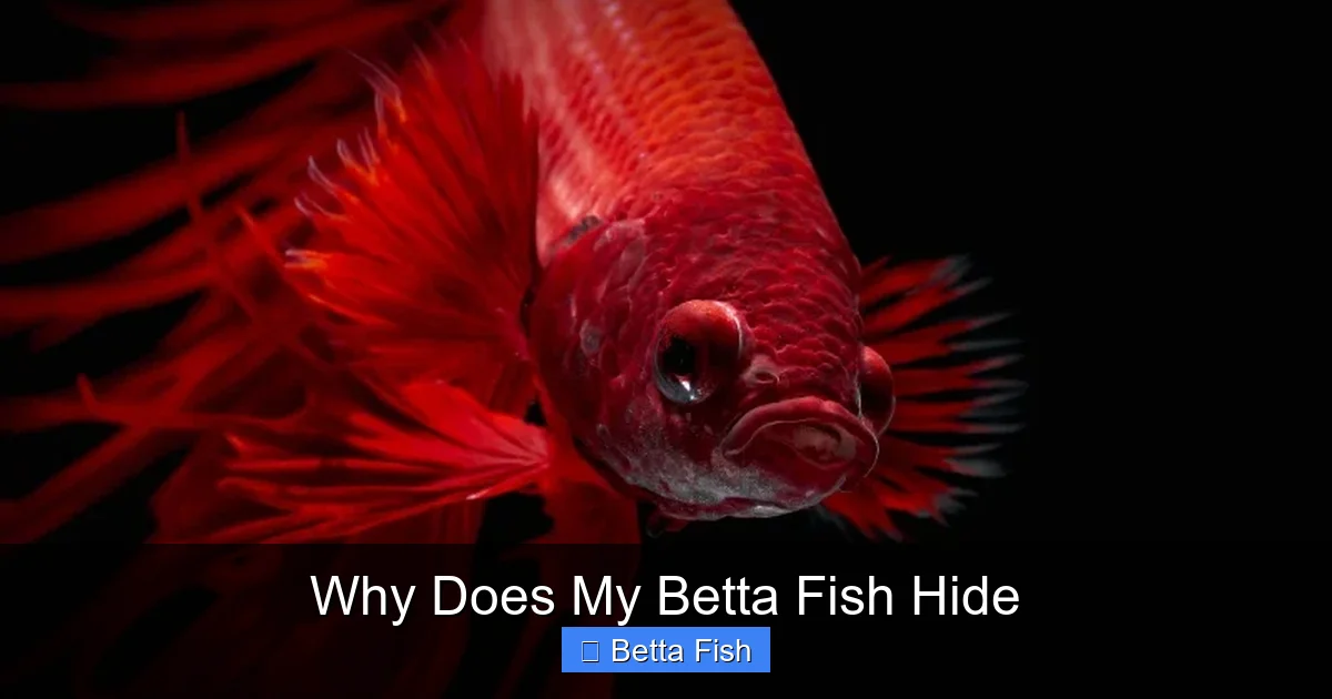 Why Does My Betta Fish Hide