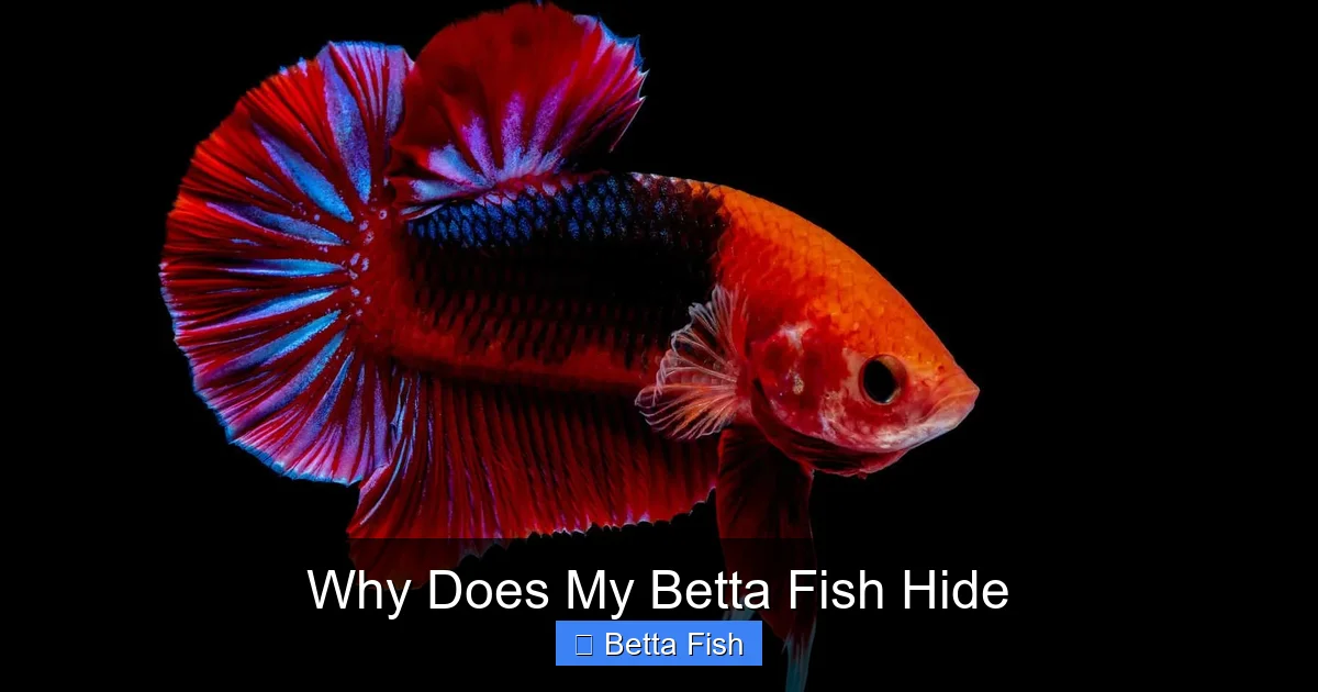 Why Does My Betta Fish Hide