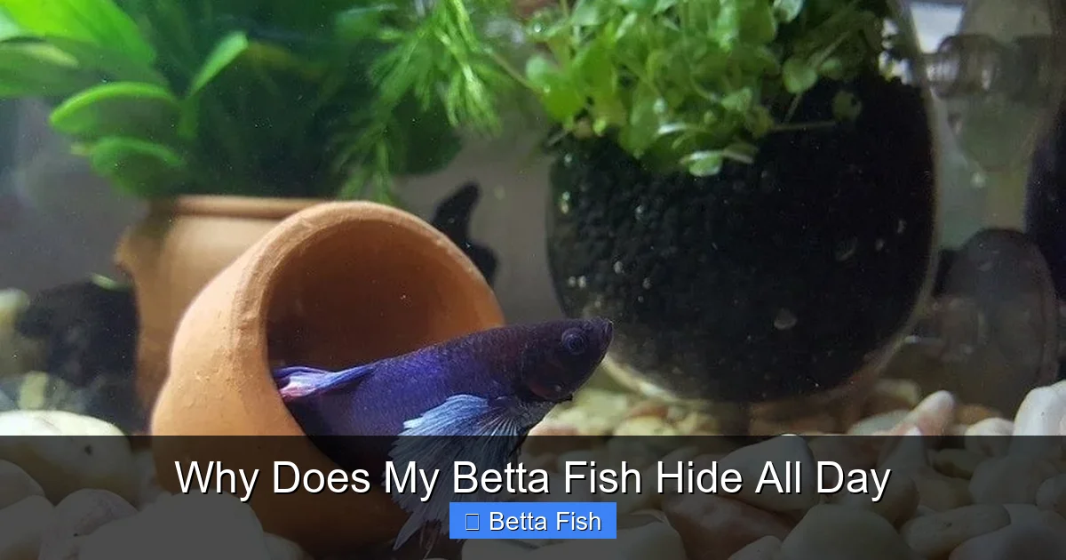 Why Does My Betta Fish Hide All Day