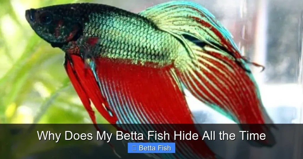 Why Does My Betta Fish Hide All the Time