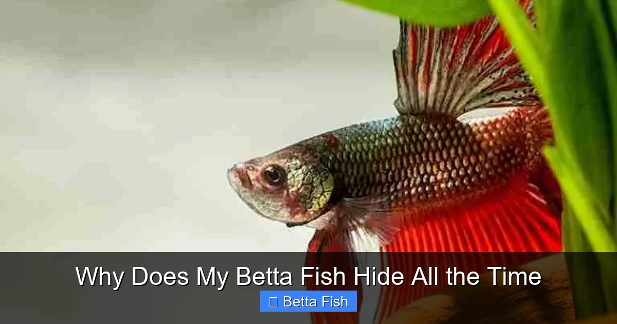Why Does My Betta Fish Hide All the Time