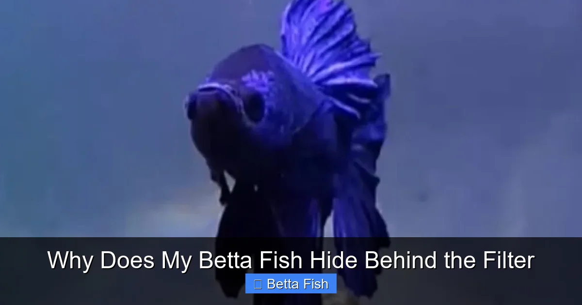 Why Does My Betta Fish Hide Behind the Filter