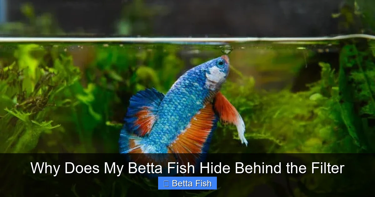 Why Does My Betta Fish Hide Behind the Filter